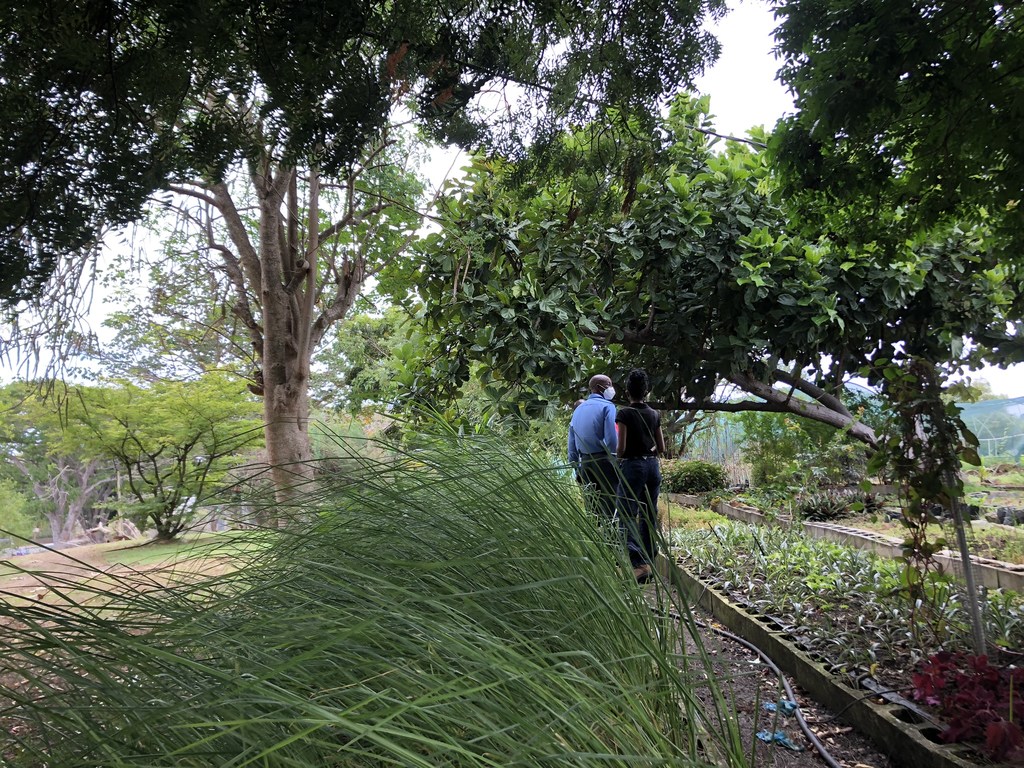علف خوس خوس در باغ‌های گیاه‌شناسی ملی باربادوس رشد می‌کند تا در پرچین‌ها به‌عنوان بخشی از ابتکاری برای کاهش آلودگی خشکی در اقیانوس‌ها استفاده شود.