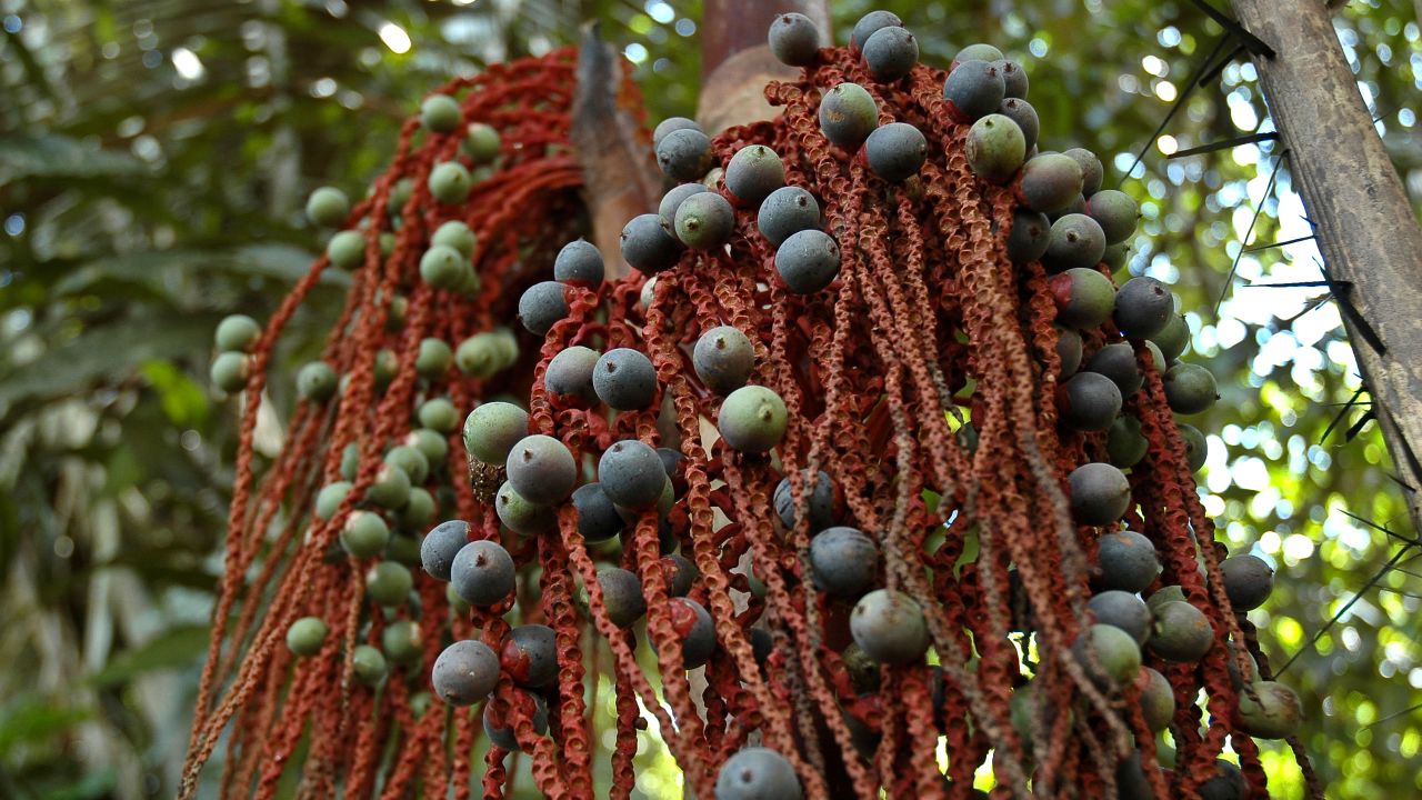 بخشی از بقای کودکان به شناخت درخت نخل بومی، Oenocarpus Bataua، برمی‌گردد.